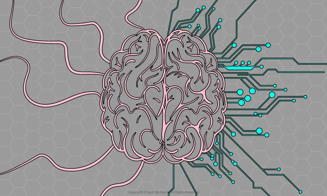 neural-networks-neural-pruning-01-for-ib-psychology