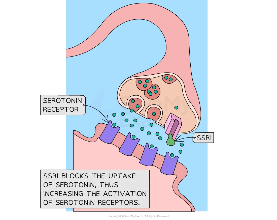 neurotransmitters-agonists-antagonists-01-ib-psychology-revision