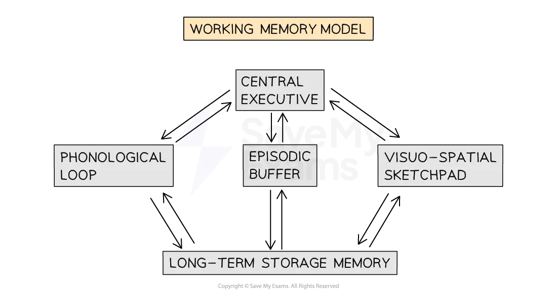 the-working-memory-model-01-for-ib-psychology