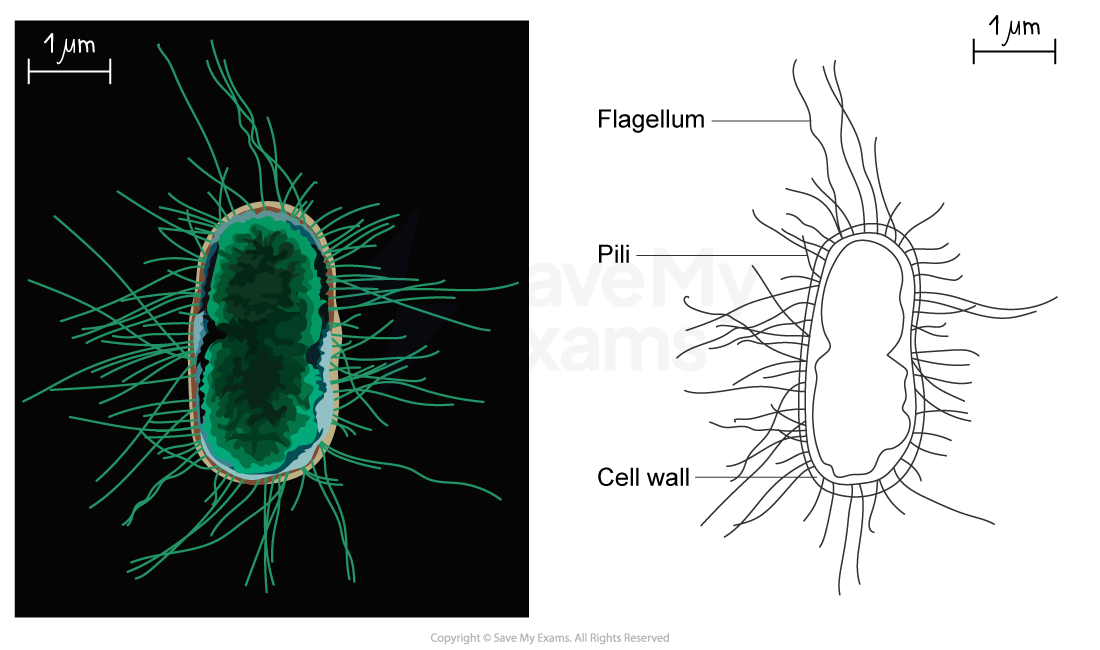 Biological drawing of a bacterial cell