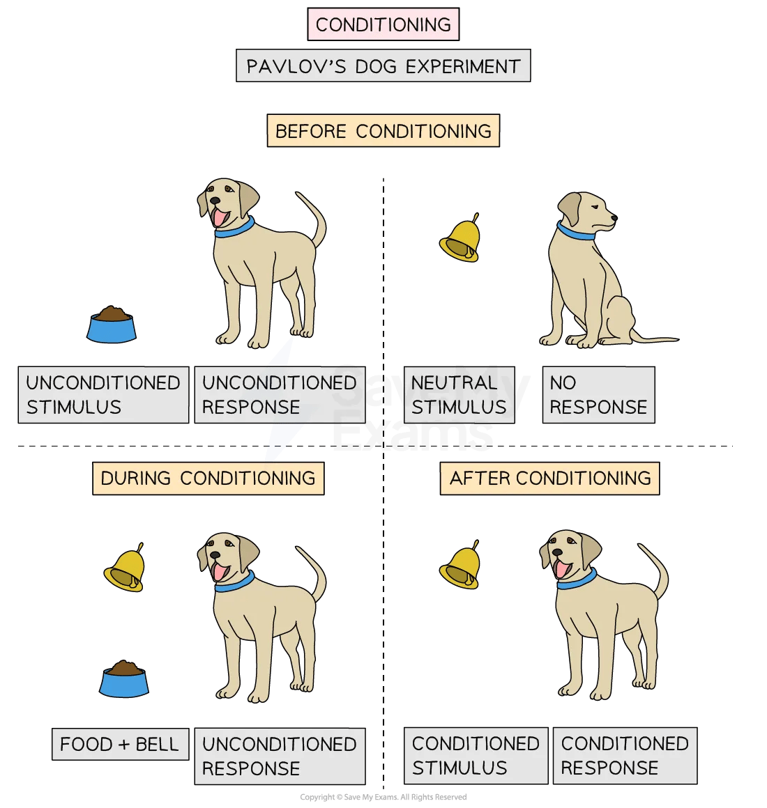 24-the-two-process-model-a-sociocultural-explanation-of-phobias-for IB Psychology