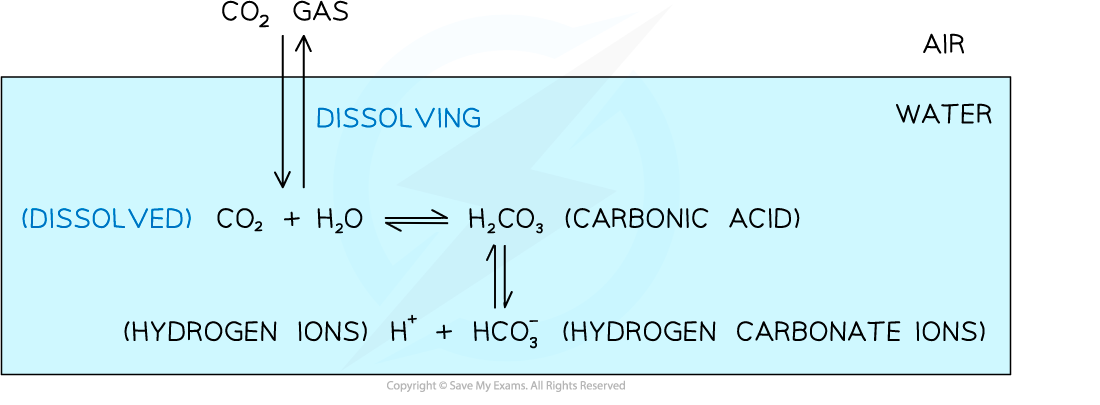 carbon dioxide in solution