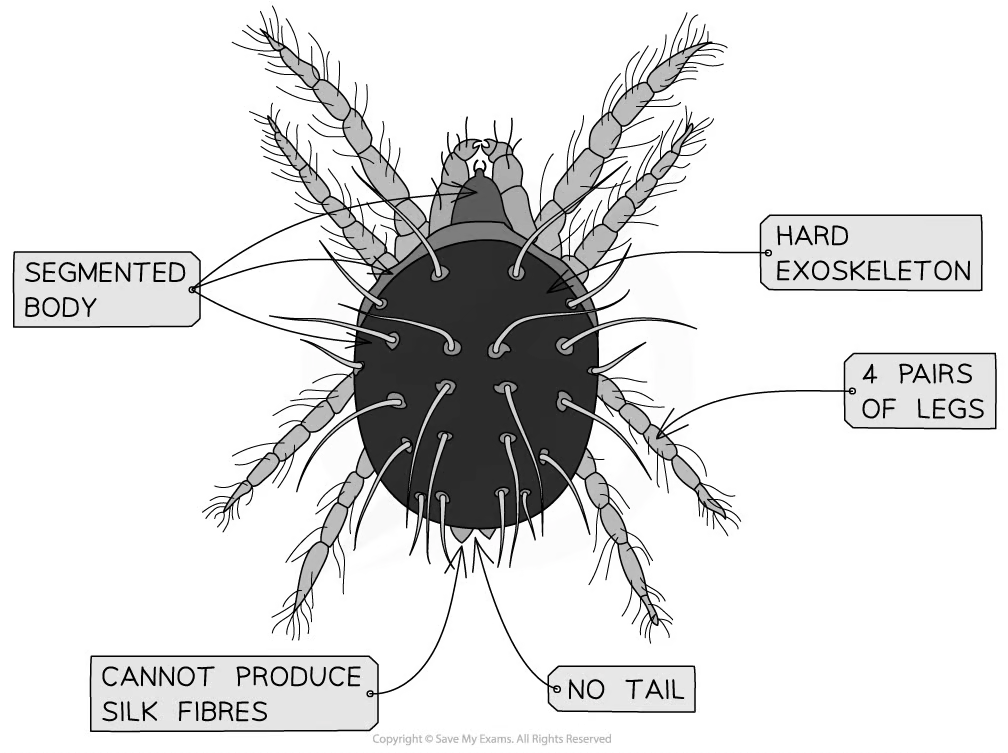 dichotomous-key-example