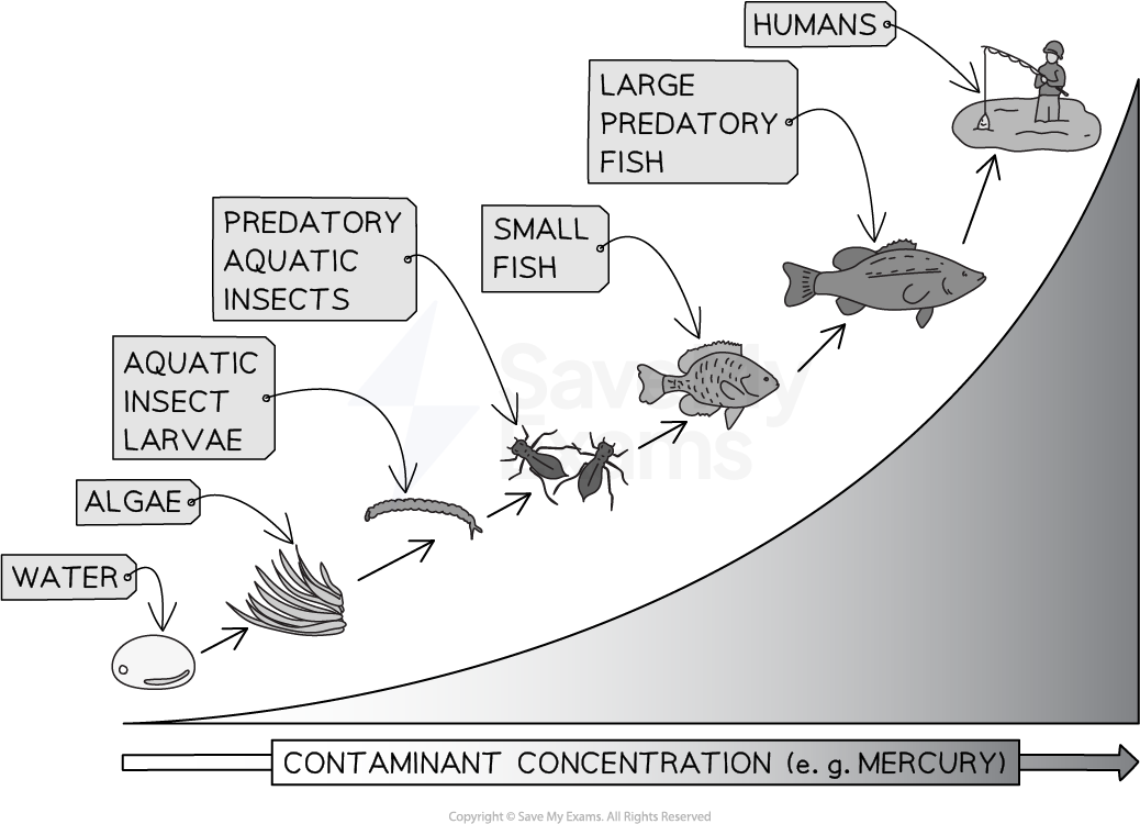 1-5-biomagnification