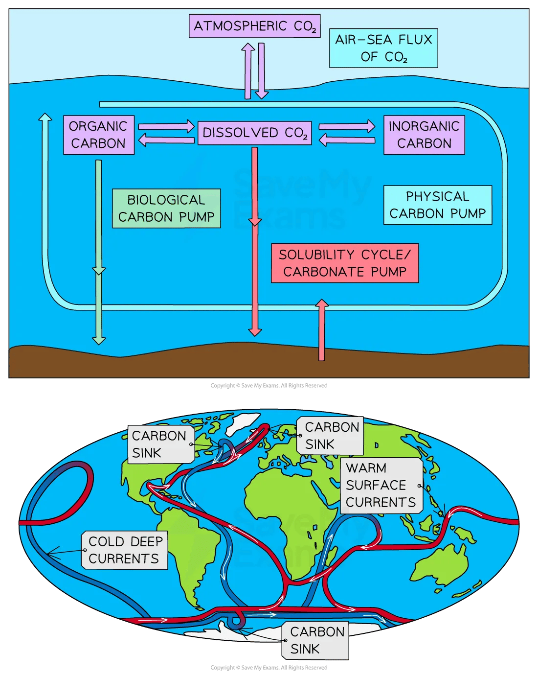 Diagram of carbon cycling at a sere lithosere level for IB Geography