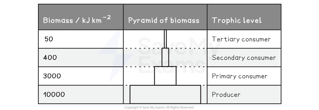 pyramid-of-biomass