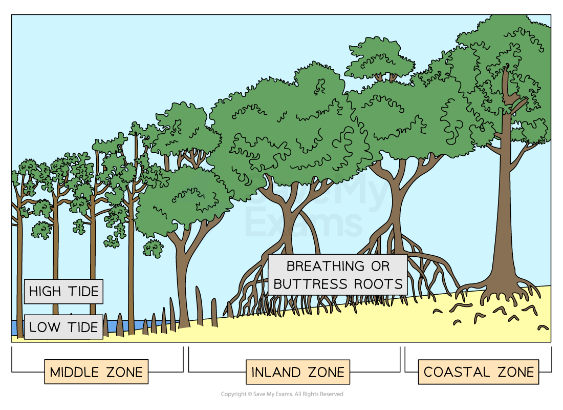 mangrove-cross-section