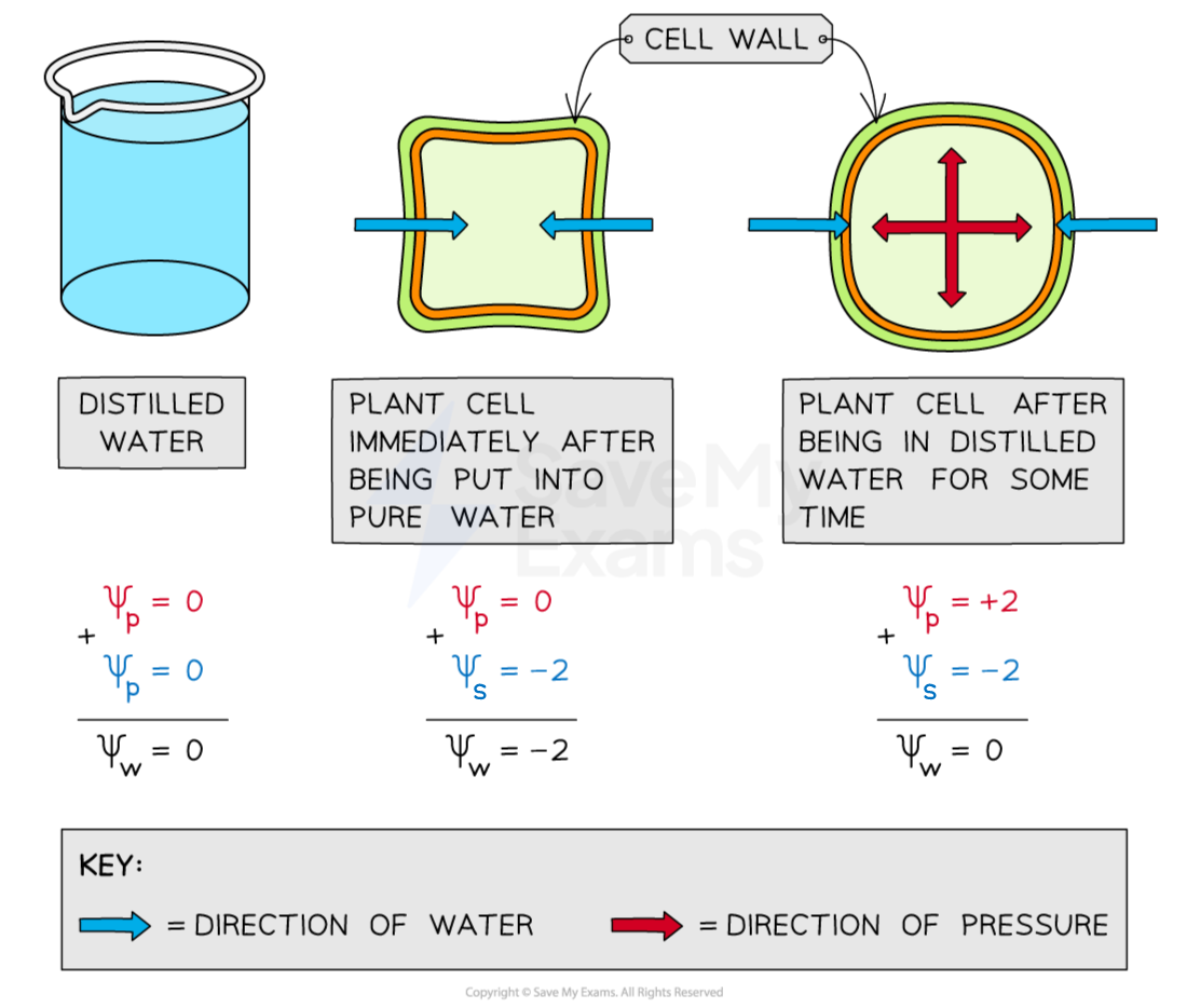 water-movement-in-plant-tissue-hl