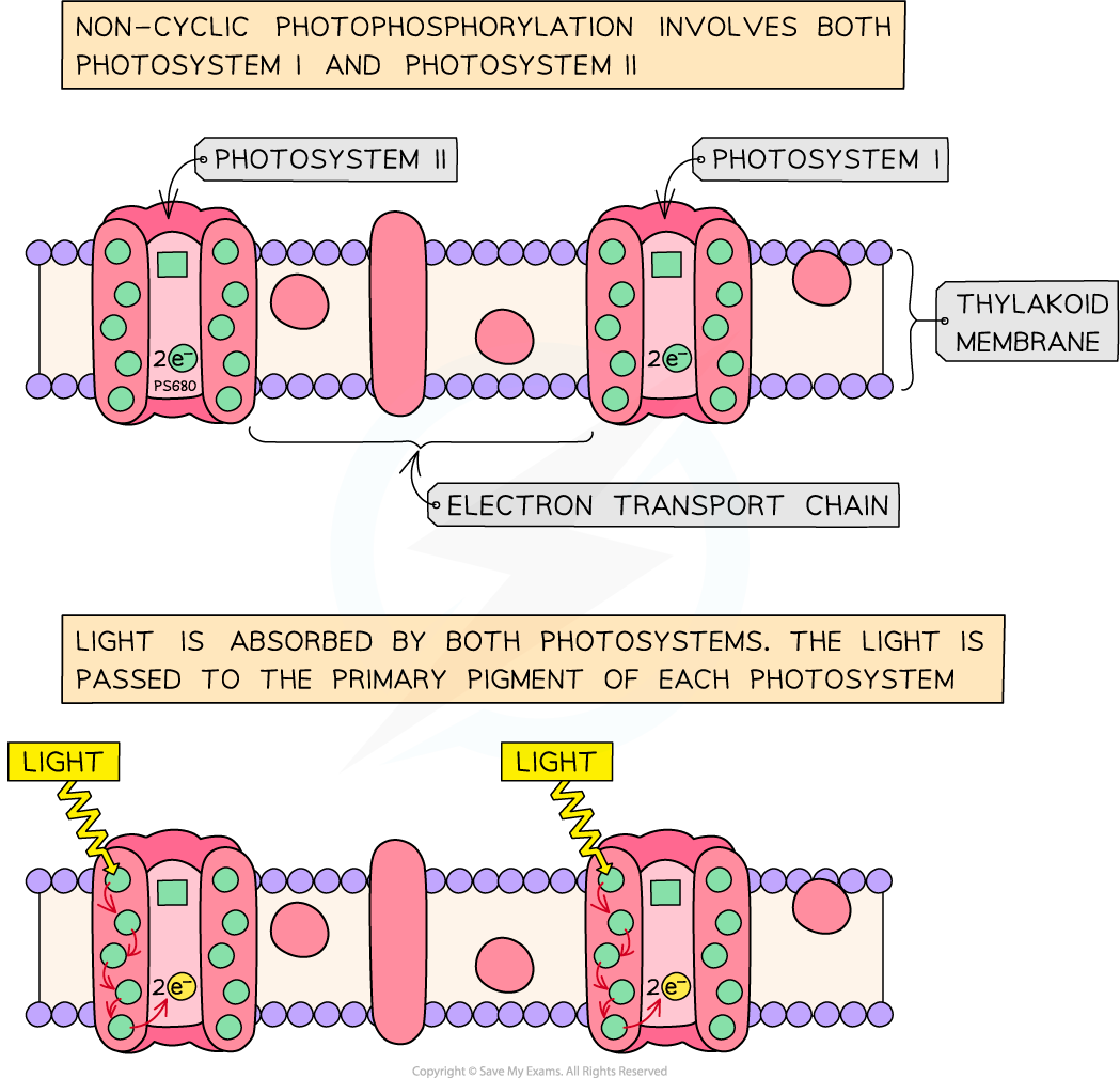 non-cyclic-photophosphorylation-1