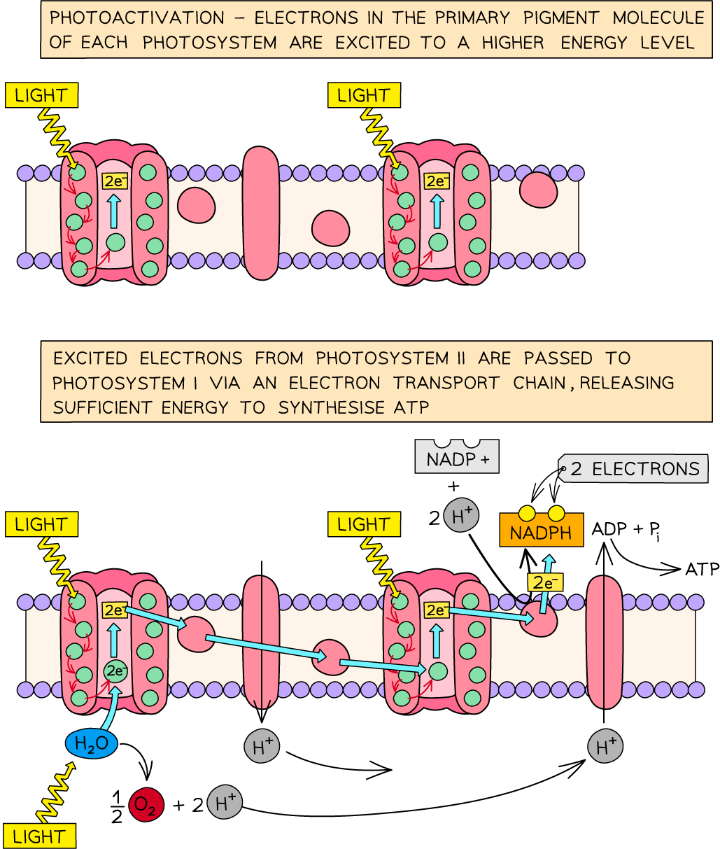 non-cyclic-photophosphorylation-2