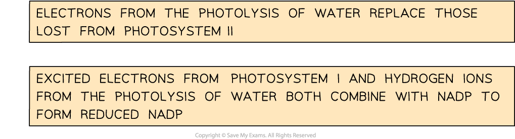 non-cyclic-photophosphorylation-3