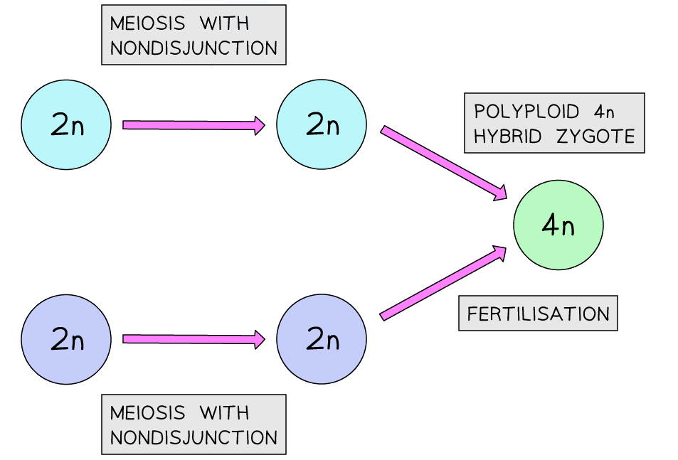 OwqUiai9_allopolyploidy-speciation