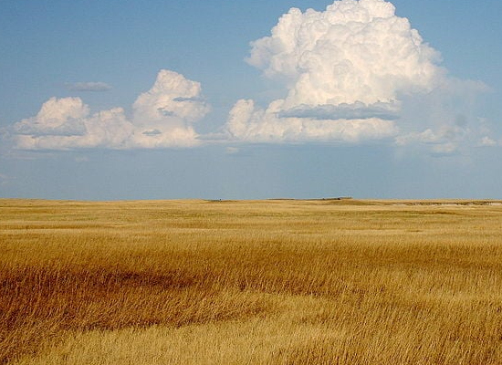 prairie-grassland-habitat