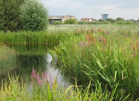 wetland-habitat-london